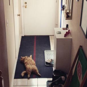 (Aug 2016) Spitfire the Cat