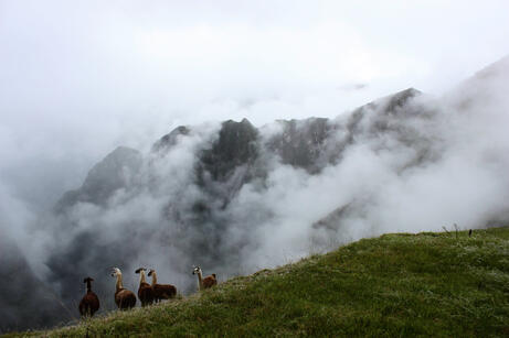 (May 2025) Machu Picchu &amp; Llamas